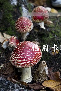 信用卡逾期还不上 会坐牢吗 信用卡逾期还不上 会坐牢吗